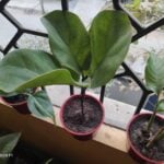 Ficus Lyrata - Fiddle-leaf Fig Plant