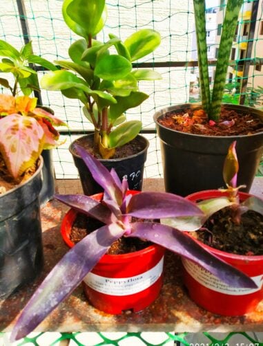 Tradescantia Pallida Queen - Purple Heart Plant photo review