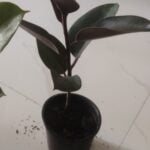 'Black Prince' Rubber Plant photo review