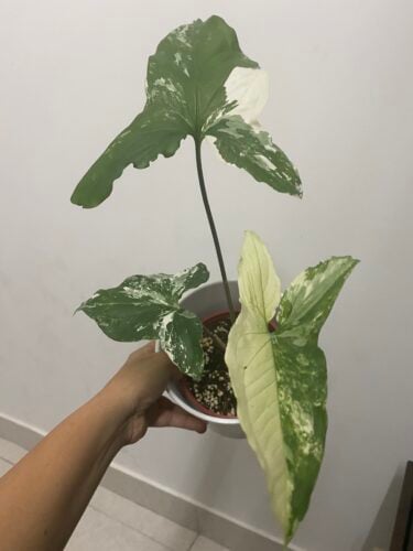 Syngonium Albo Variegata photo review