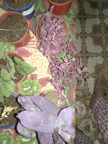 Tradescantia Pallida Queen - Purple Heart Plant photo review