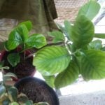 Gardenia Jasminoides - Cape Jasmine