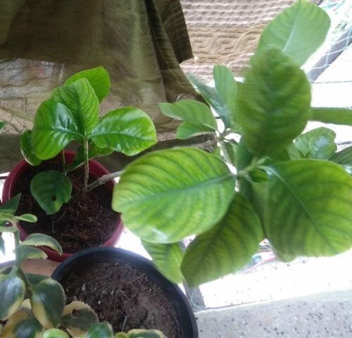 Gardenia Jasminoides - Cape Jasmine photo review