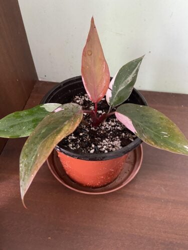 Philodendron Pink Princess photo review