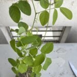 Aparajita Flower - Clitoria Ternatea Plant photo review