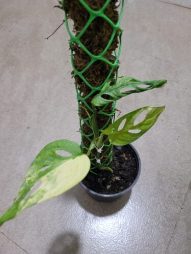 Monstera Adansonii Variegated photo review