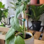 Epipremnum Cebu Blue - Blue Pothos photo review