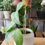 Epipremnum Cebu Blue - Blue Pothos photo review