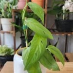 Epipremnum Cebu Blue - Blue Pothos photo review
