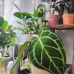 Anthurium Crystallinum photo review
