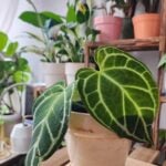 Anthurium Crystallinum photo review