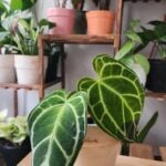 Anthurium Crystallinum photo review