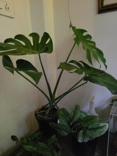 Monstera Deliciosa - Swiss Cheese Plant photo review