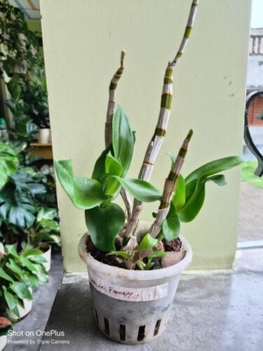 Dendrobium Hawaii Fancy photo review