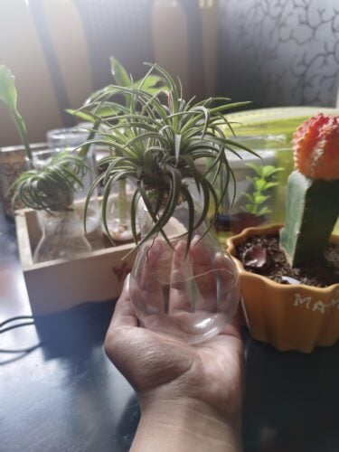 Tillandsia Ionantha photo review