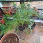 Asparagus Plumosus