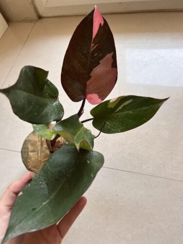 Philodendron Pink Princess photo review
