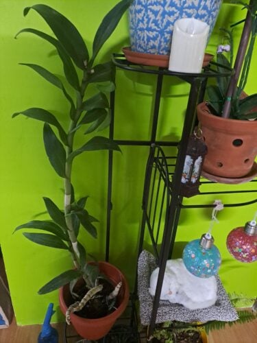 Dendrobium Hawaii Fancy photo review