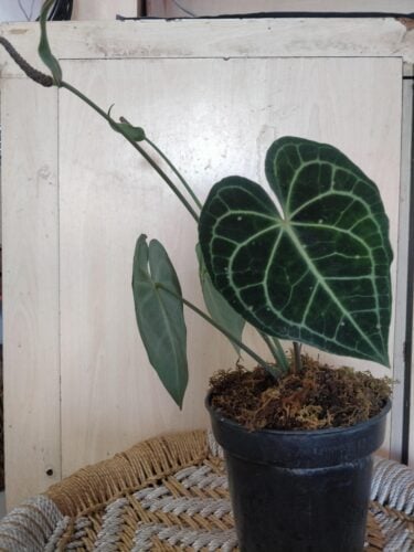 Anthurium Clarinervium photo review