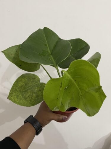 Monstera Deliciosa - Swiss Cheese Plant photo review