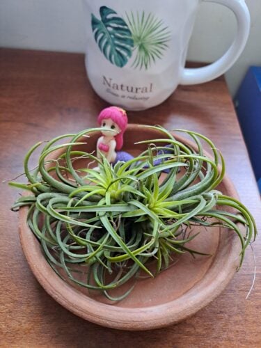 Tillandsia Ionantha photo review