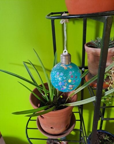 Brassavola Nodosa - Lady of The Night Orchid photo review