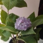 Hortensia - Hydrangea Macrophylla photo review