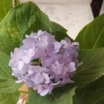Hortensia - Hydrangea Macrophylla photo review