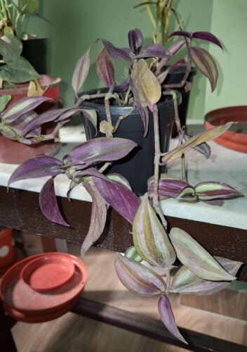 Tradescantia Zebrina - Wandering Jew photo review