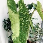 Philodendron Jose Buono